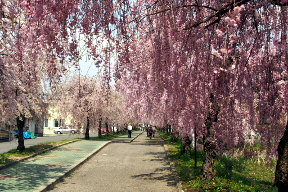 しだれ桜散歩道